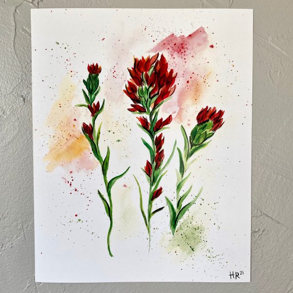 Indian Paintbrush Watercolor Print