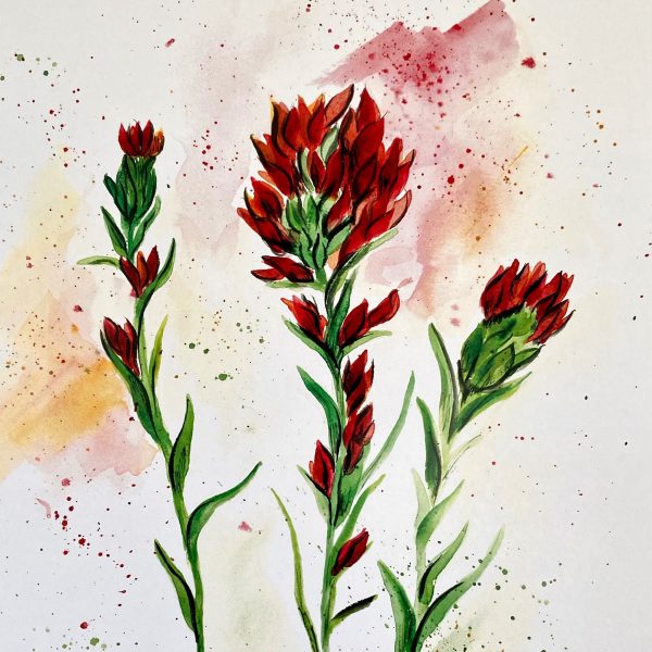 Indian Paintbrush Watercolor Print - Image 2