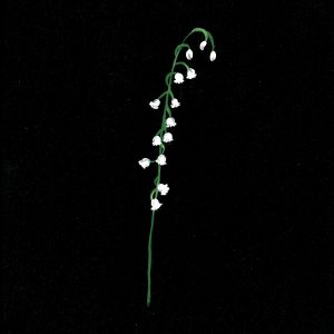 Simple Lily of the Valley Print