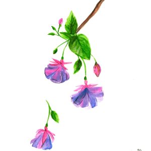 Fuchsia Watercolor Art Print