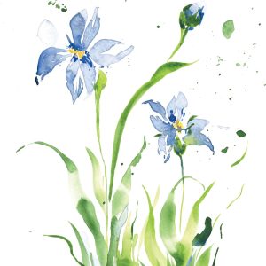 Limited Edition Blue Iris Watercolor Print